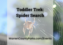 orb weaver spider sitting in its web